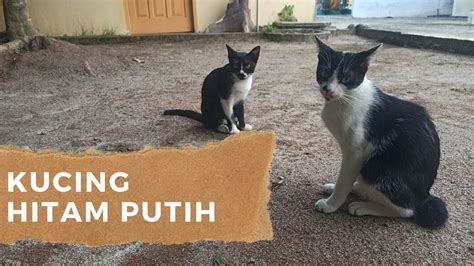 Tidak hanya satu atau dua mitos, banyak sekali mitos kucing hitam yang tersebar di masyarakat. Kucing Hitam Putih Main Di Taman Komplek - YouTube