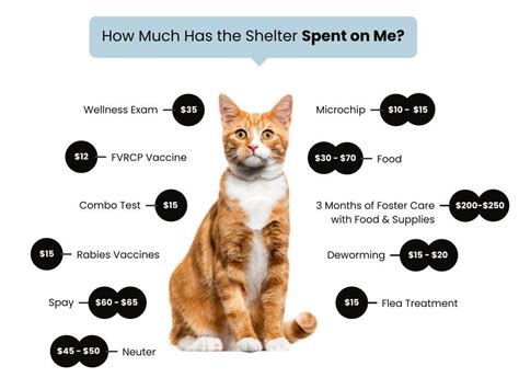 Cat Adoption Processfees Your Humane Society Spca