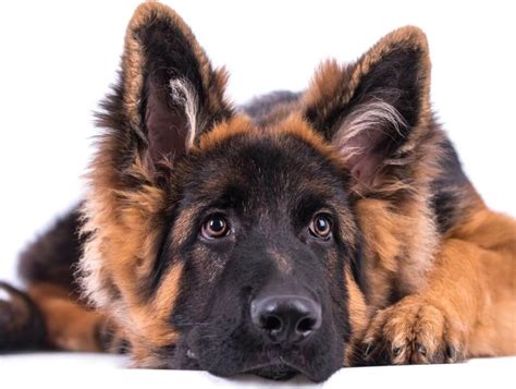 German Shepherd Coat Care 5 Tips To Keep It Shiny And Healthy Best Pets