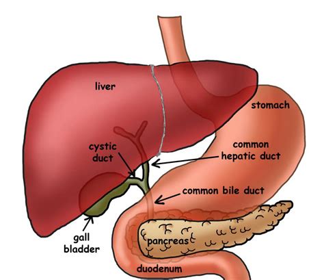 Liver And Gall Bladder Health