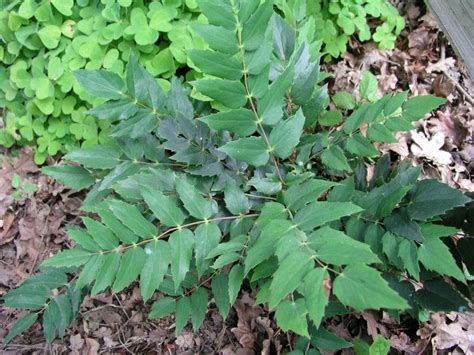 Mahonia Nervosa Sevenoaks Native Nursery Plants Evergreen Shrubs