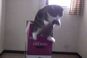 Cat Jump Knock Down GIFs Get The Best GIF On GIPHY