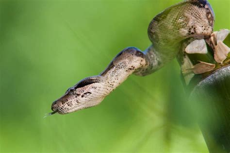 Boa Constrictors Move Ribs To Avoid Suffocating When They Kill Prey
