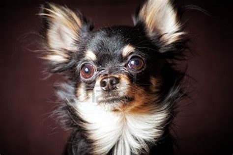 Image Detail For Long Hair Chihuahua Dog On Dark Brown Background