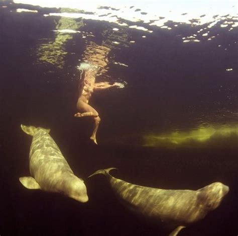 Breathtaking Photos Of Woman S Nude Swim With Beluga Whales Warning Graphic Images Ibtimes