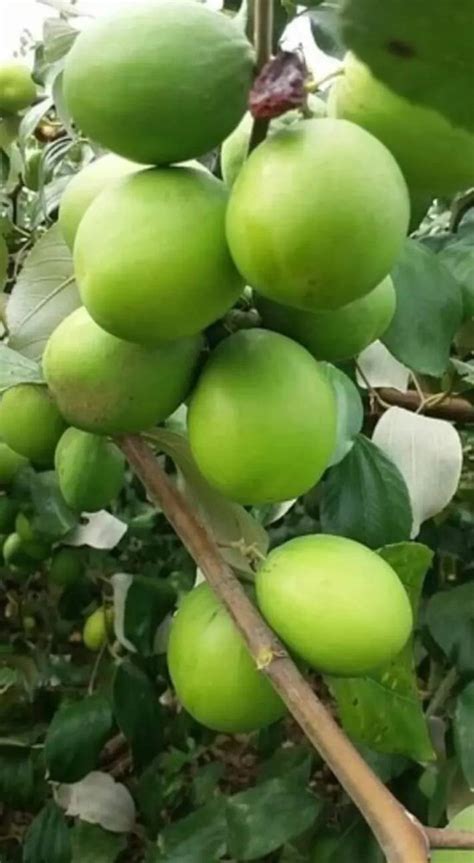 Full Sun Exposure Thai Green Apple Ber Plant For Fruits At Rs 19piece In North 24 Parganas