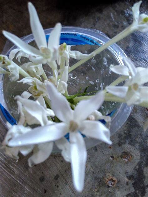 Bunga kitolod yang tidak dalam kondisi bersih justru akan menambah penyakit. Cara Menggunakan & Mengobati Mata dengan Bunga Kitolod ...