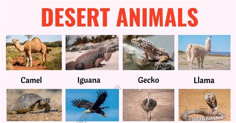 Images Of Desert Animals With Their Names
