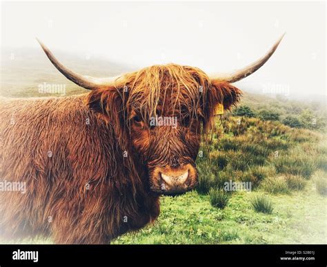 Highland Cow Portrait Loch Lomond And The Trossachs National Park