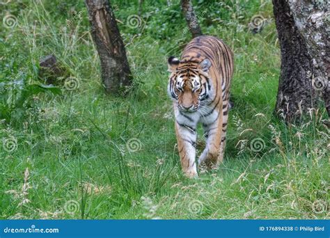 Siberian Tiger Or Amur Tiger Walking Around His Territory Stock Photo