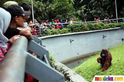 Selain sebagai tempat rekreasi, kebun binatang berfungsi sebagai tempat pendidikan, riset. Foto : Libur Natal, Kebun Binatang Ragunan dipadati pengunjung| merdeka.com