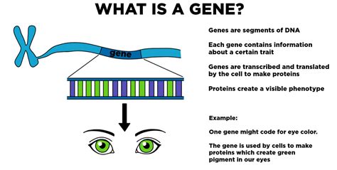 How Do Proteins Relate To Traits ~ Ixl Genes Proteins And Traits