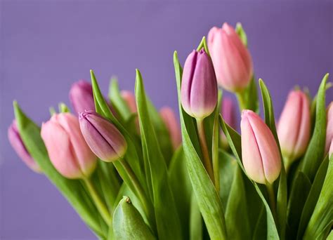 El Tulipán Y Algunos De Sus Secretos Blog Sobre Los Secretos De La