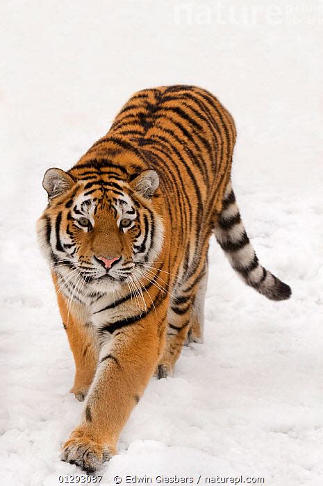 Portrait Of Siberian Tiger Panthera Tigris Altaica Walking In Snow