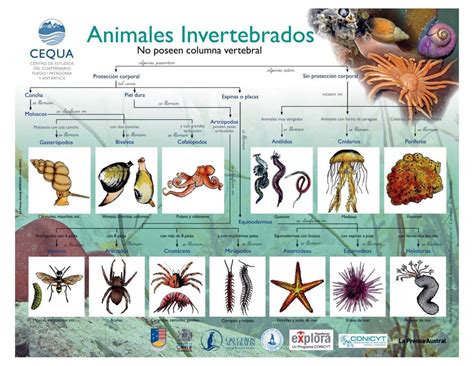 Calaméo Animales Invertebrados