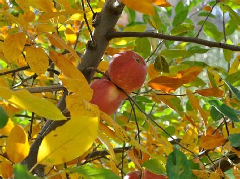 Check spelling or type a new query. Missouri nursery donates more than 4,000 fruit trees to ...