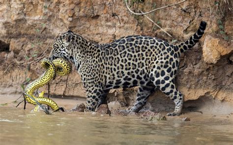 A Jaguar Stalks And Kills A Yellow Anaconda On The Cuiaba River In The