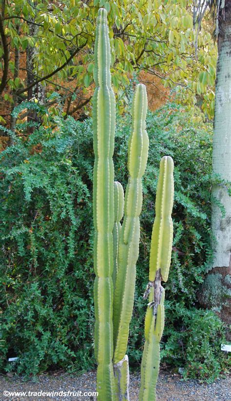 The cacti have been placed on an antiqued ivory background which makes them show up wonderfully. Peruvian Apple Cactus - Cereus repandus - Seeds
