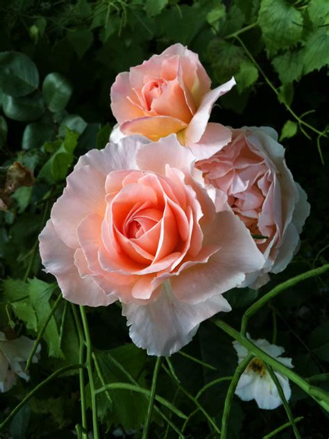 Peach Beauty Beautiful Roses Beautiful Flowers Love Flowers