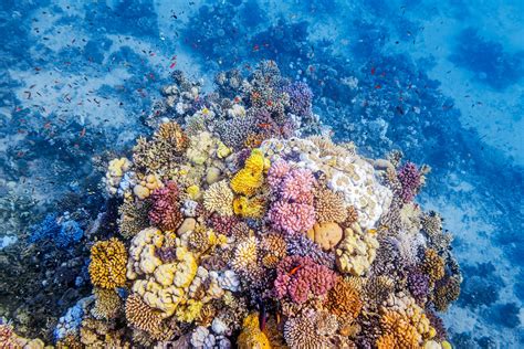 This Evolutionary T May Protect Coral From Climate Change Wired