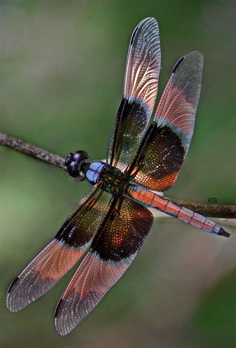 Beautiful Dragonfly Dragonflies And Damselflies Pinterest