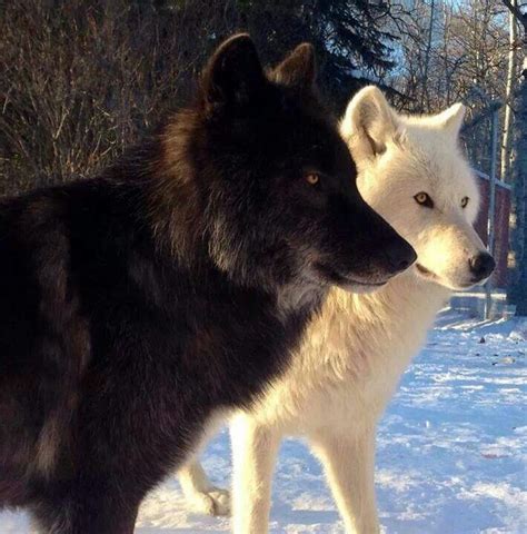 Based on jack london's classic novel white fang, this animated feature film is a touching. Pin by Kyran The Loyal One on WOLVES | Wolf dog, Black wolf, Animals