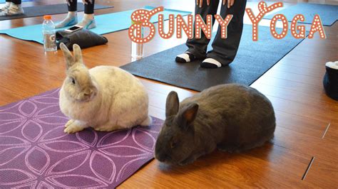 Bunny Yoga Youtube