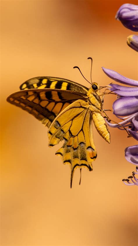 Download Wallpaper 1080x1920 Butterfly Wings Tropical Flowers