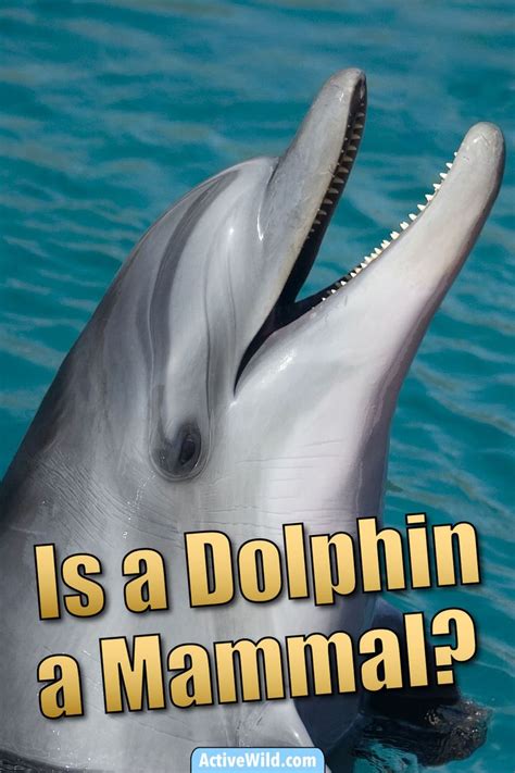 Is A Dolphin A Mammal Are Dolphins Mammals Find Out With Pictures