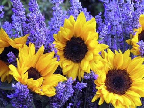 Favorite Color Is Purple And Favorite Flowers Is Sunflowers Sunflower