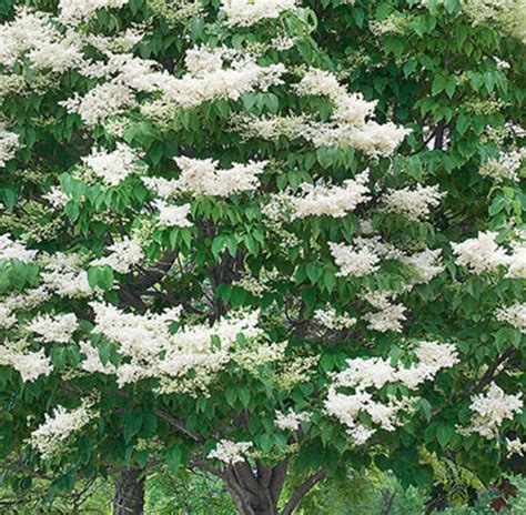 Japanese Lilac Ivory Silk Goode Greenhouses