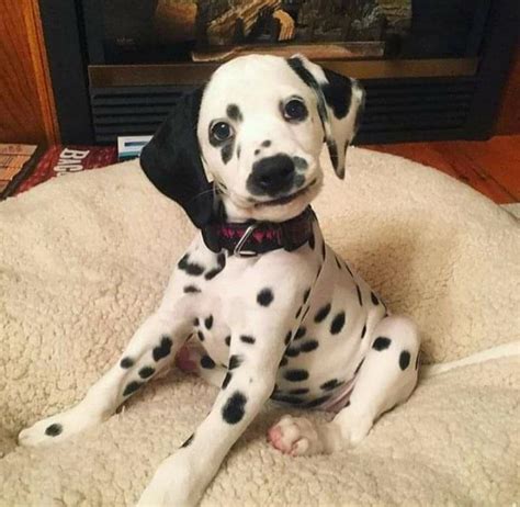 Mamrizzio Dalmatian Puppies Sure Are Adorable