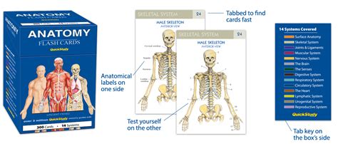 Anatomy And Physiology Intro Flash Cards Jadekasap