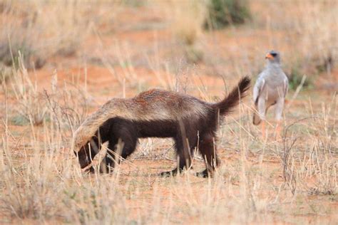 A Honey Badger Is The Star Of The Show In The Kgalagadi Africa