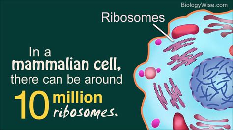 Know the functions of all cell organelles. Structure of Ribosome - Biology Wise