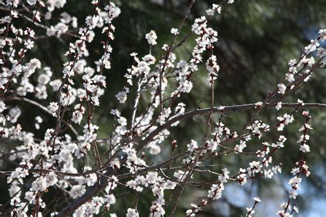 White Blossoms On Flowering Apricot Tree Picture Free Photograph