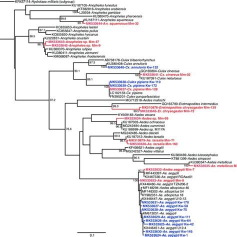 Maximum Likelihood Phylogenetic Tree Of Nucleotide Mosquito COI Download Scientific Diagram