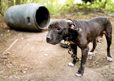 Inside The World Of Dog Fighting Rigorous Training Vicious Fights And