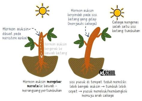 Cara Kerja Dan Fungsi Hormon Auksin