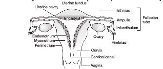 Draw A Labelled Diagram Of The Human Female Reproductive System Cbse