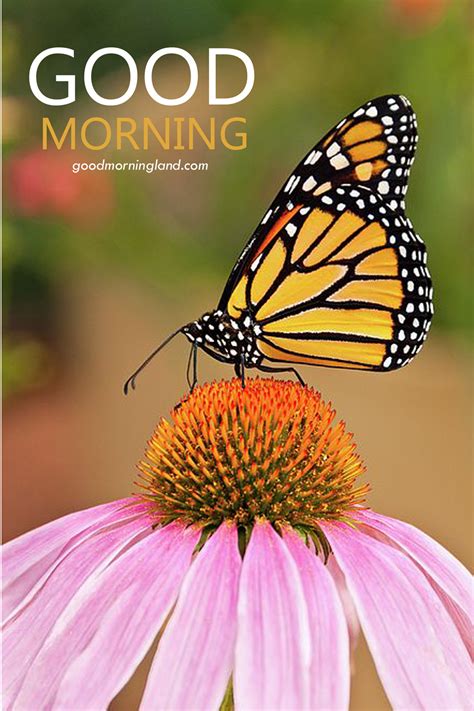 Good Morning Butterfly On A Purple Coneflower Images Good Morning Images Quotes Wishes