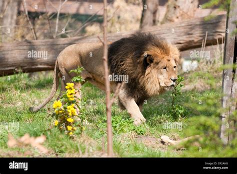 Lion In Berlin Zoological Garden Stock Photo Alamy