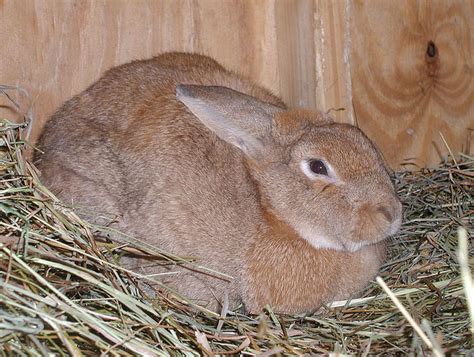 5 Ways To Know That Your Doe Female Rabbit Is Pregnant Animal Lova