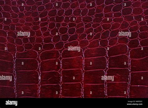 Closeup Detail Of The Snake Skin Leather Stock Photo Alamy