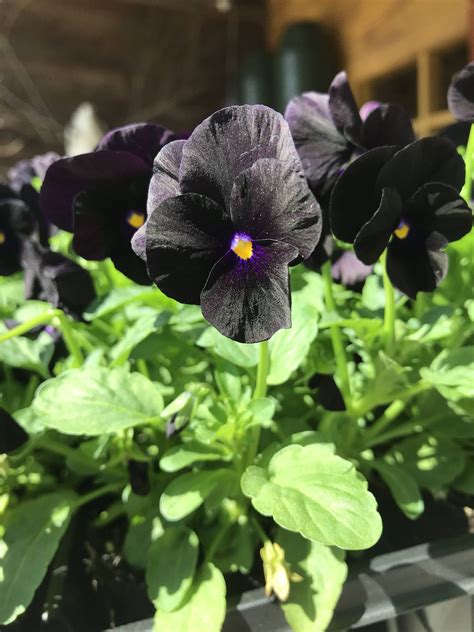How Gorgeous Are These Black Pansies Rflowers