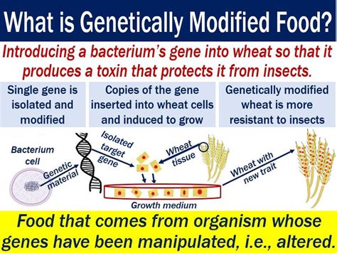 What Is Genetically Modified Food Market Business News