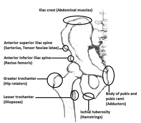 Pelvis And Femur Anatomy