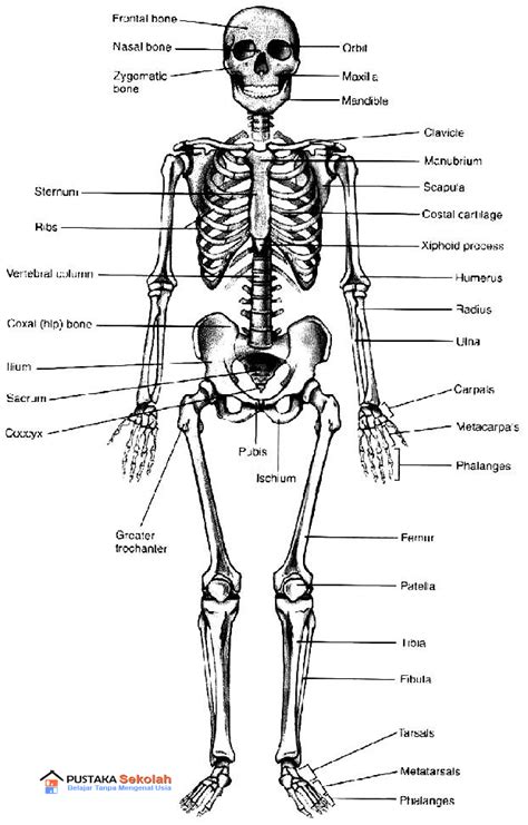 Desain Sketsa Anatomi Tubuh Manusia Skeletal Esqueleto Umano Kerangka My Xxx Hot Girl