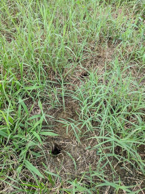 Maybe you would like to learn more about one of these? Need help identifying these holes in my yard. #gardening # ...