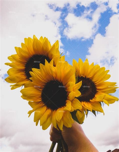 Sunflower Aesthetic Pick Your Favorite Summer Fanpop